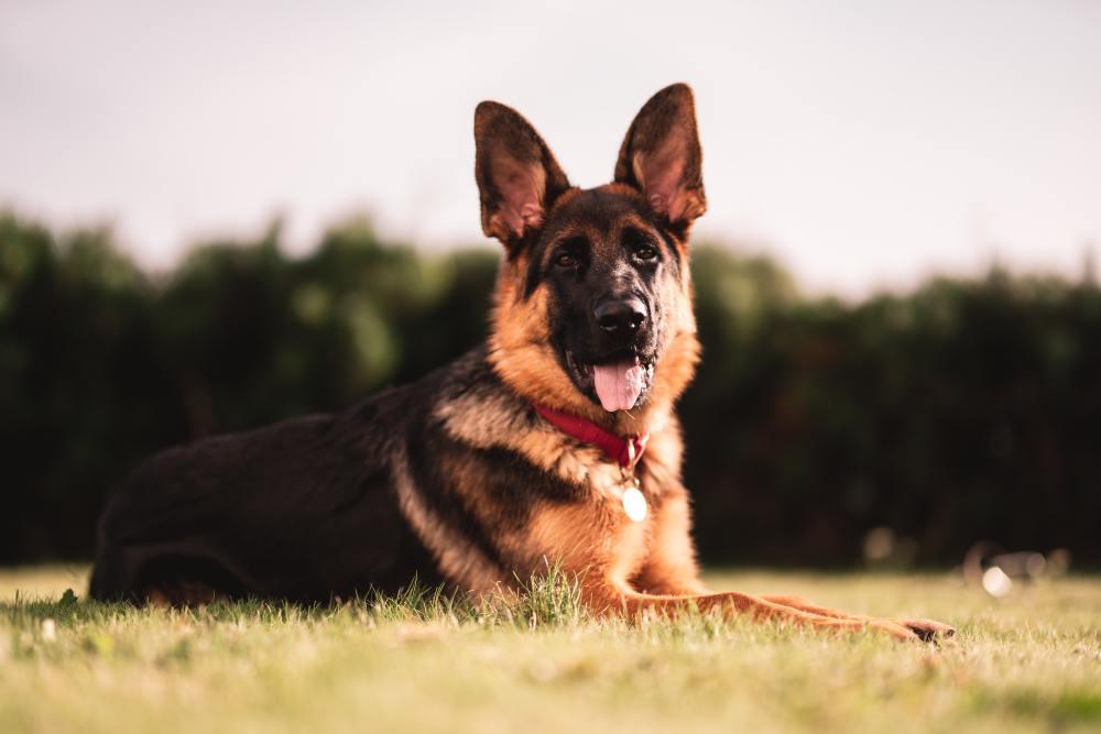 German Dog Names