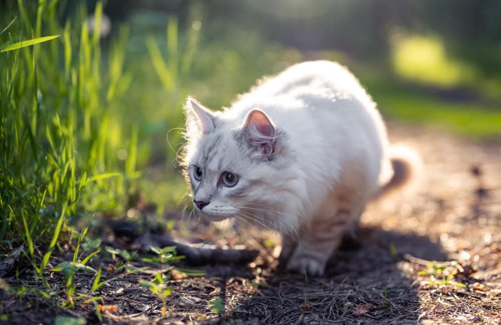 Gender Neutral Cat Names