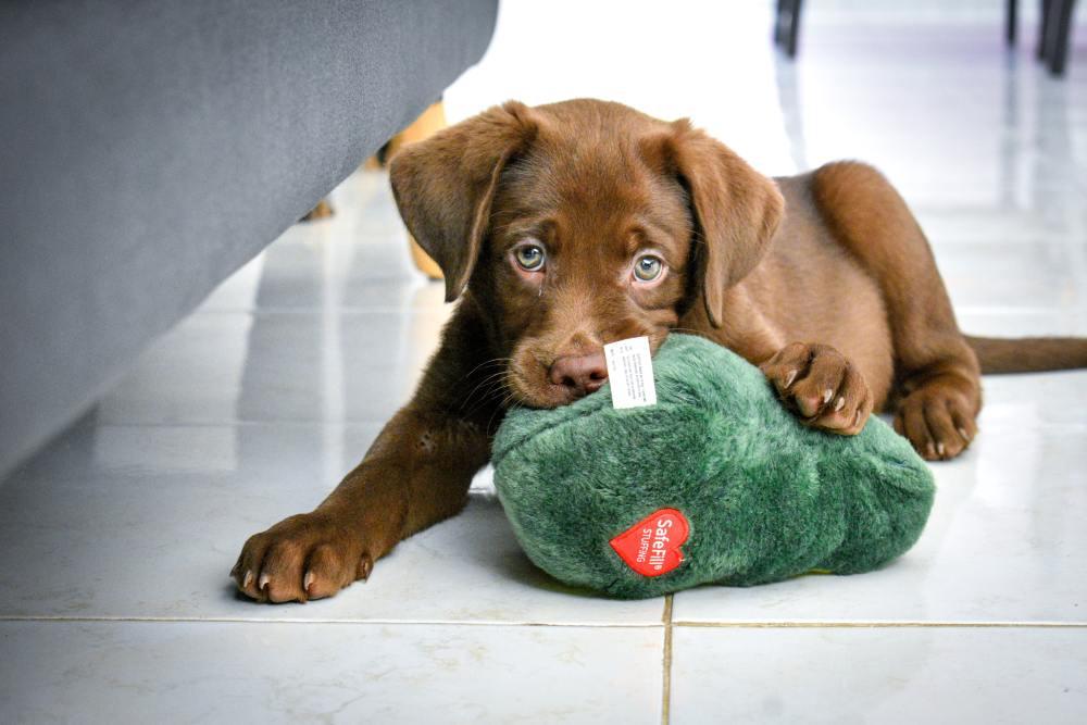 Brown Dog Names