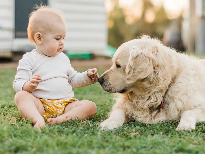 Golden Retriever Names