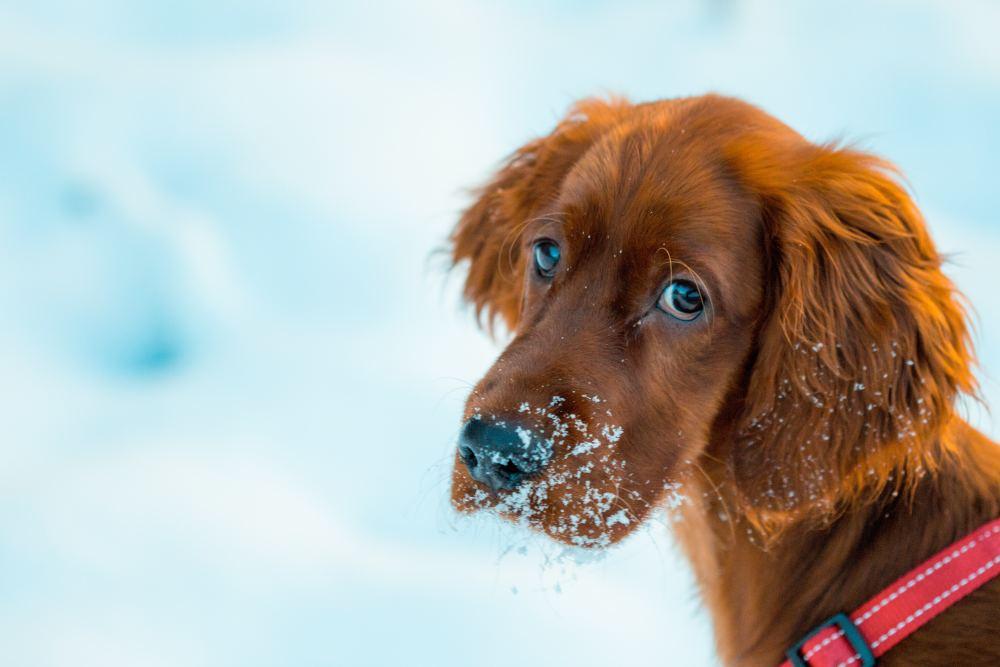 Red Dog Names