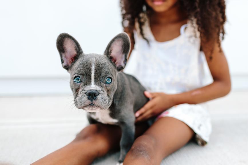 French Bulldog Names