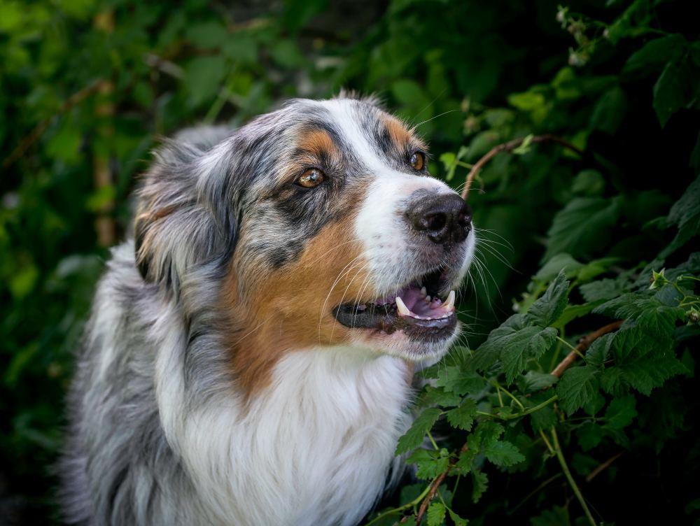 Australian Shepherd Names