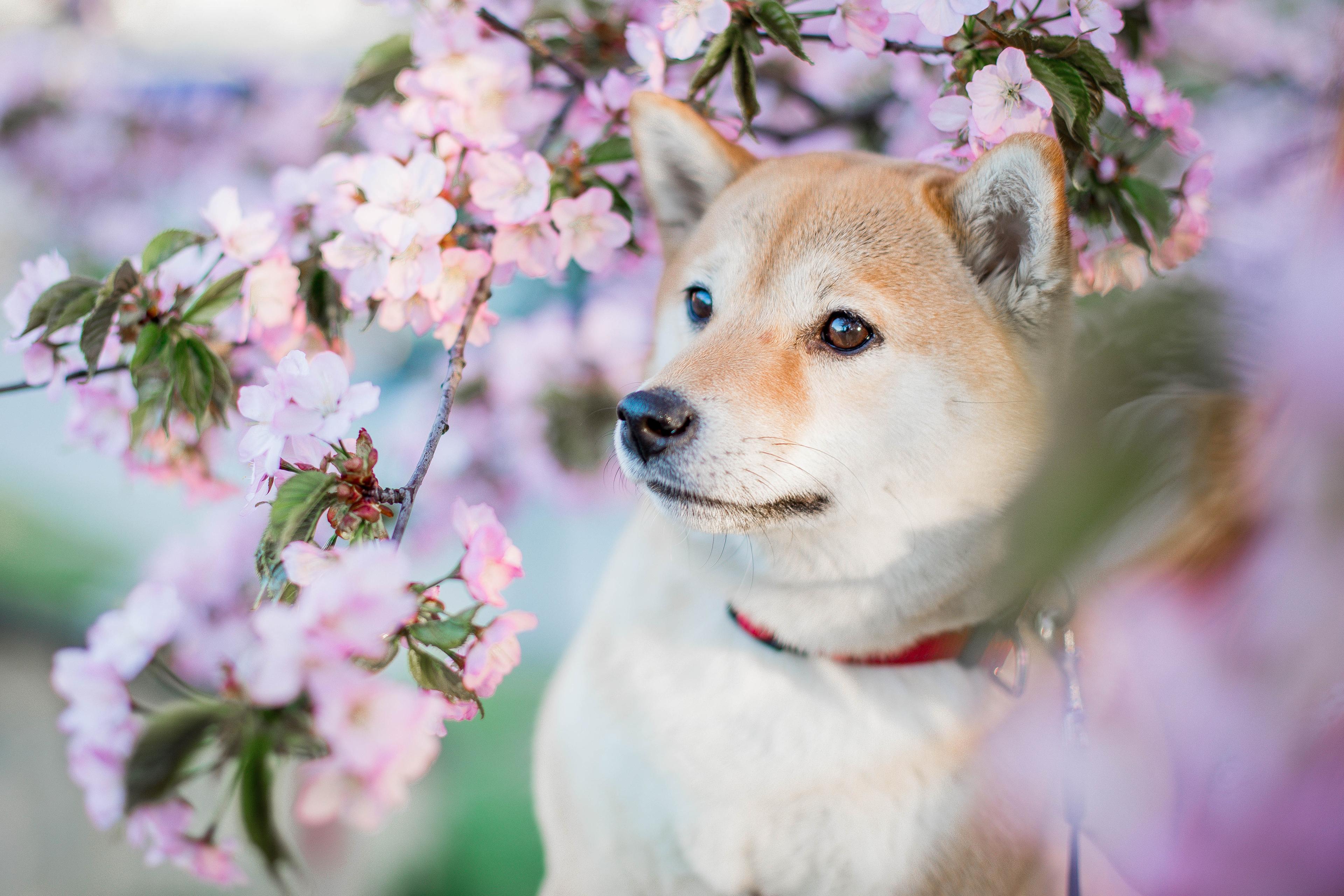 400+ Japanese Dog Names