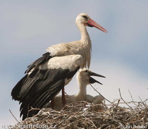 Names from the Stork