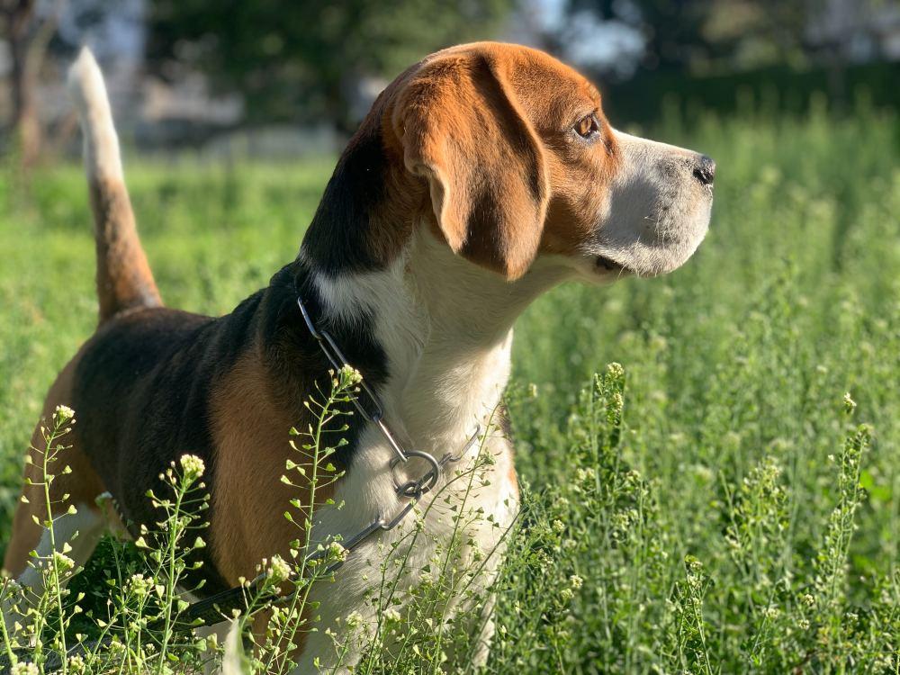 Beagle Names