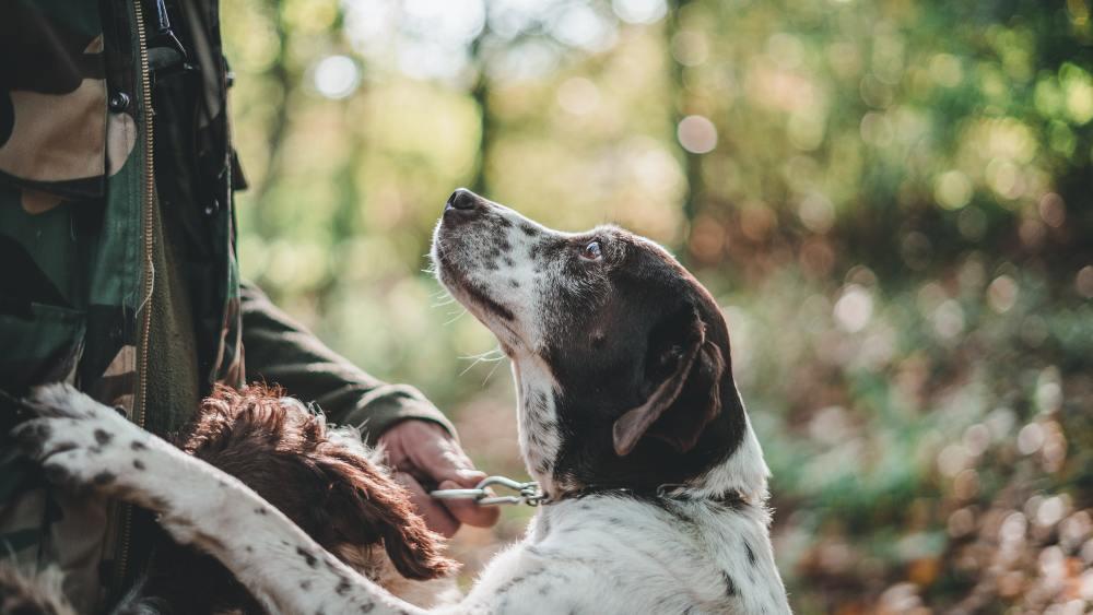 Hunting Dog Names